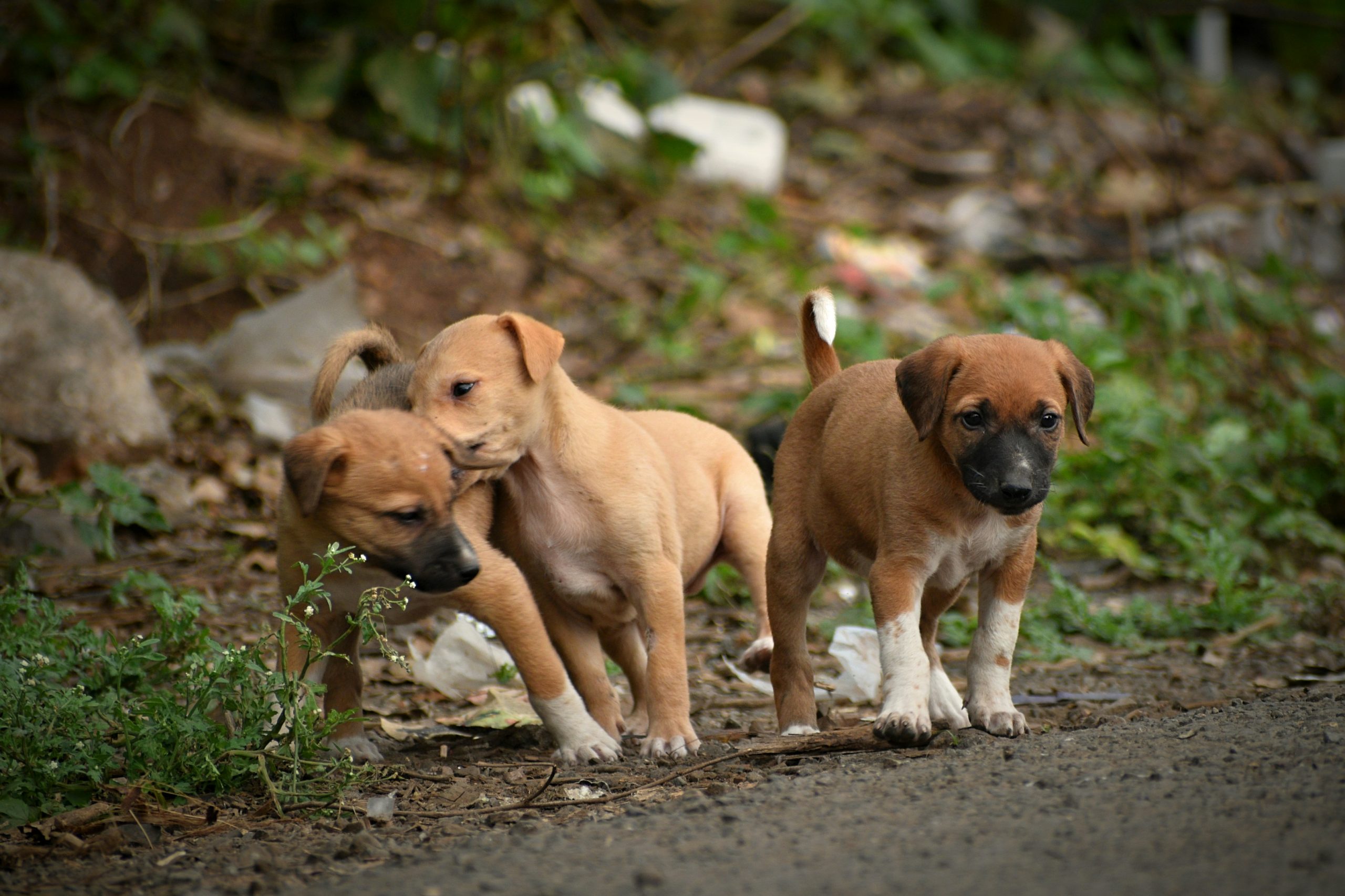 Bhutan Becomes First in WHO SEAR to Eliminate Dog-Mediated Rabies Deaths