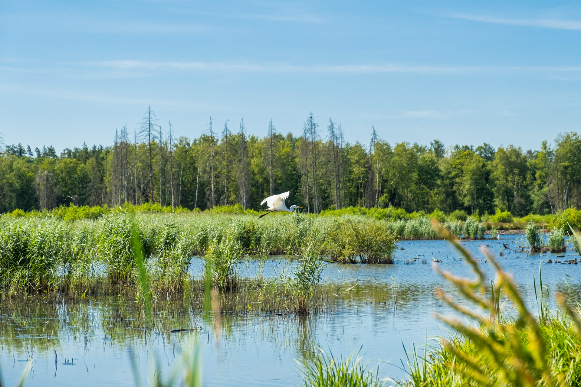 India’s ABS Framework Under Biological Diversity Act, 2002