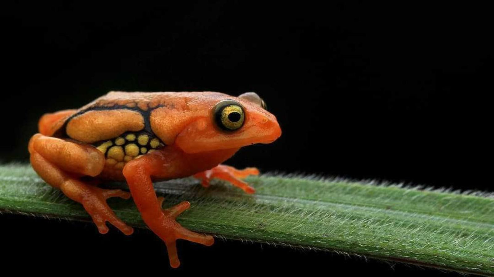 Resplendent Shrub Frog: Critically Endangered