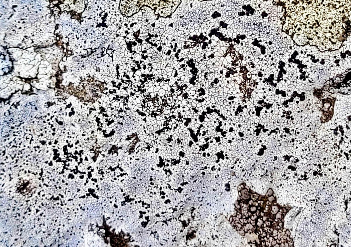 Kerala Western Ghats finds new lichen Buellia maharajensis