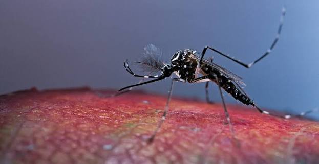 Genomic Studies Trace High Gene Flow