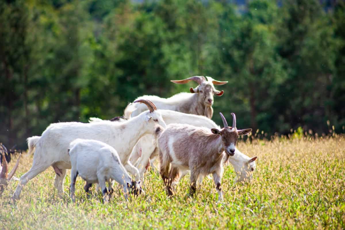 First Complete Mitochondrial Genome of Kerala’s Malabari Goat