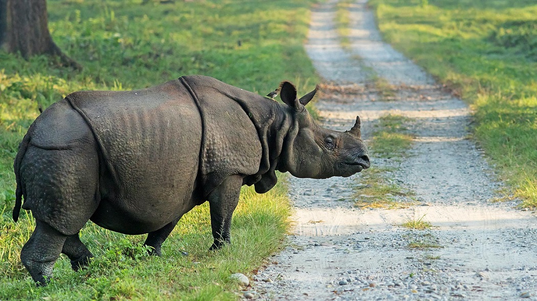 Assam Counts 3,260 One-Horned Rhinos, Hosting 80% of Global Population