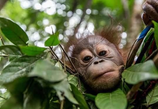 Odisha Forest Department Rescues Five Baby Orangutans in Balasore