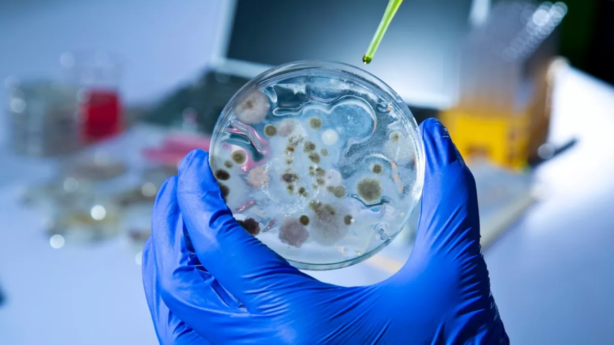 Study Flags Antifungal Resistance Mechanisms in Indian Candida auris Isolates