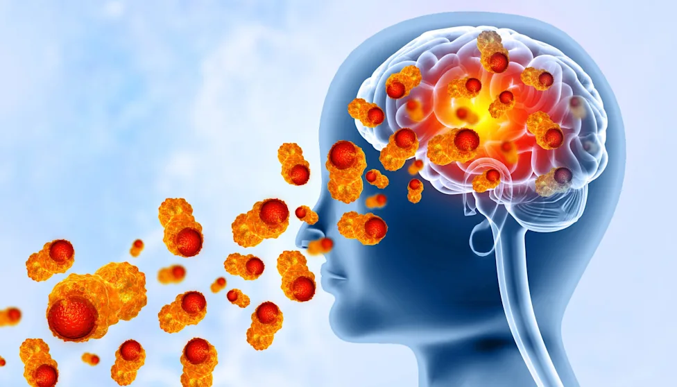 Scientists Map Naegleria fowleri Nose-to-Brain Route
