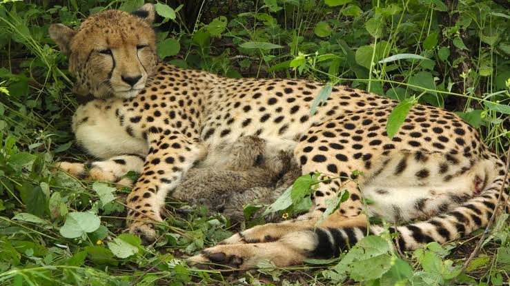 Kuno National Park Cheetahs Rise to 56 After Four Cubs Born