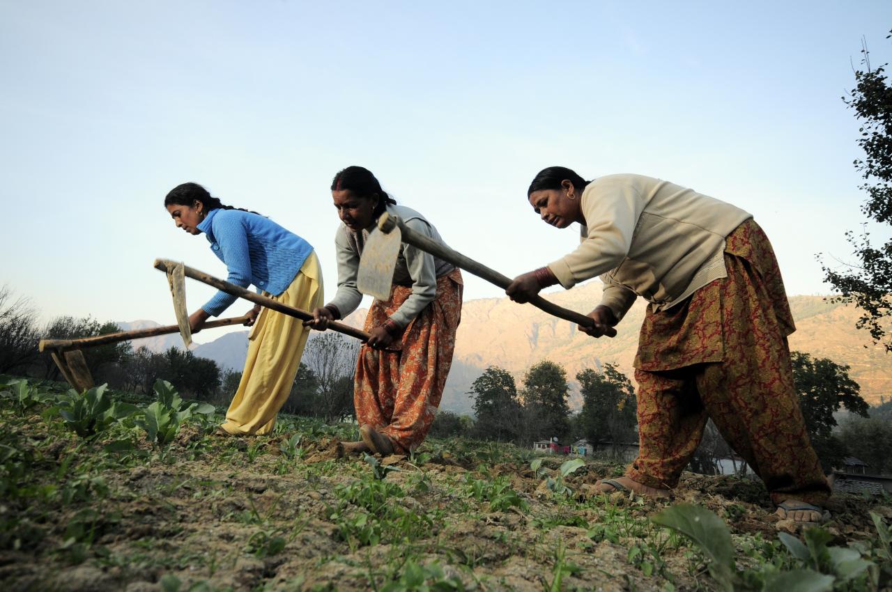 UN Declares 2026 International Year of the Woman Farmers