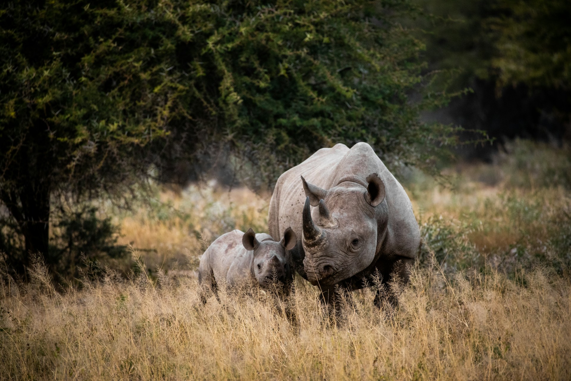 World Rhino Day