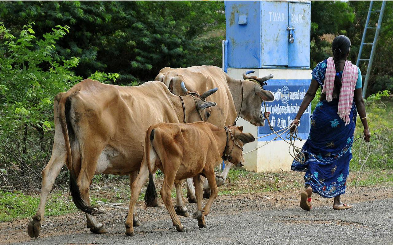 Department of Animal Husbandry to Launch Livestock Insurance Portal