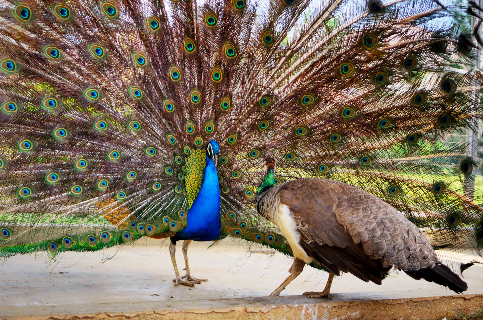 Orang National Park and Tiger Reserve records Indian peafowl first sighting