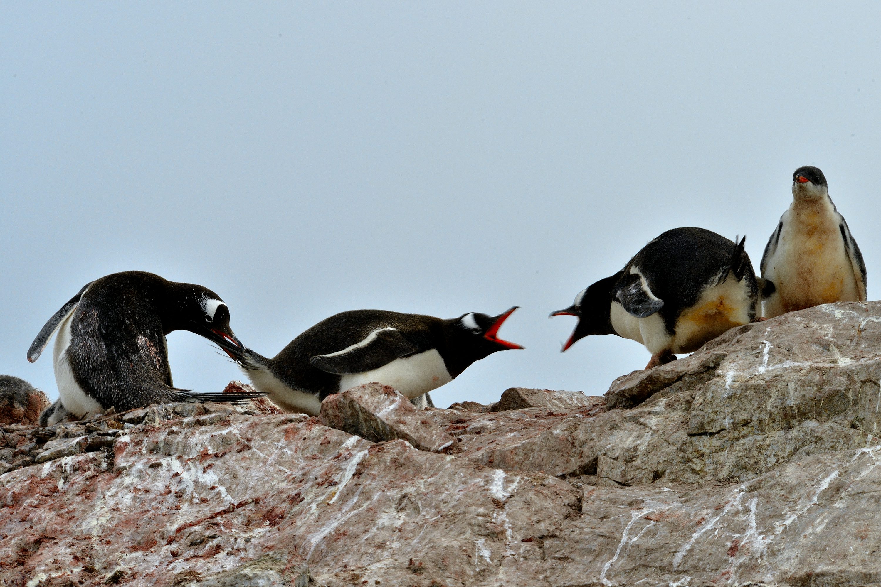 Biogeography