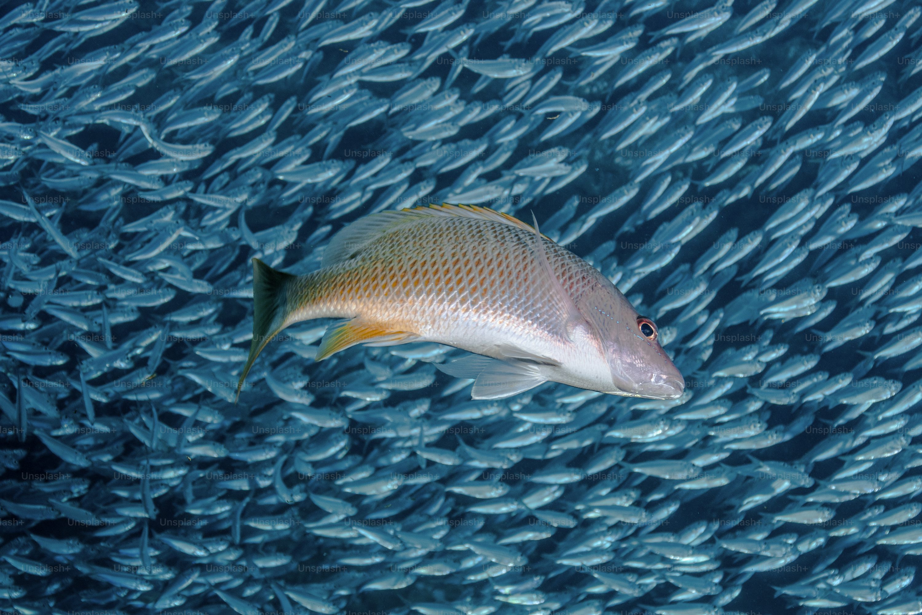 Oceanography